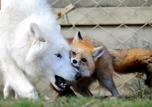 fox wolf